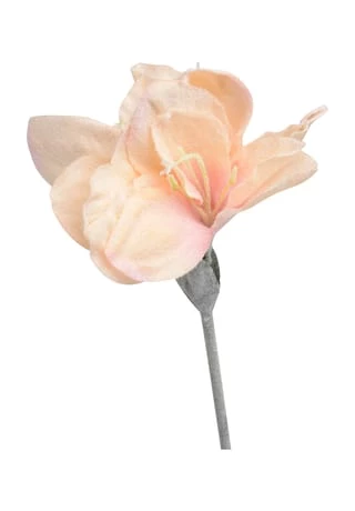 Top 10 ✨ LEONARDO Amaryllis, Wassertropfenoptik, Kunststoff, 75 Cm Orange 😍 1 Top 10 ✨ LEONARDO Amaryllis, Wassertropfenoptik, Kunststoff, 75 Cm Orange 😍