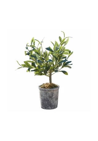 Top 10 ✨ LOBERON Deko-Topfpflanze Mariuccia Grün Grün ✨ 1 Top 10 ✨ LOBERON Deko-Topfpflanze Mariuccia Grün Grün ✨